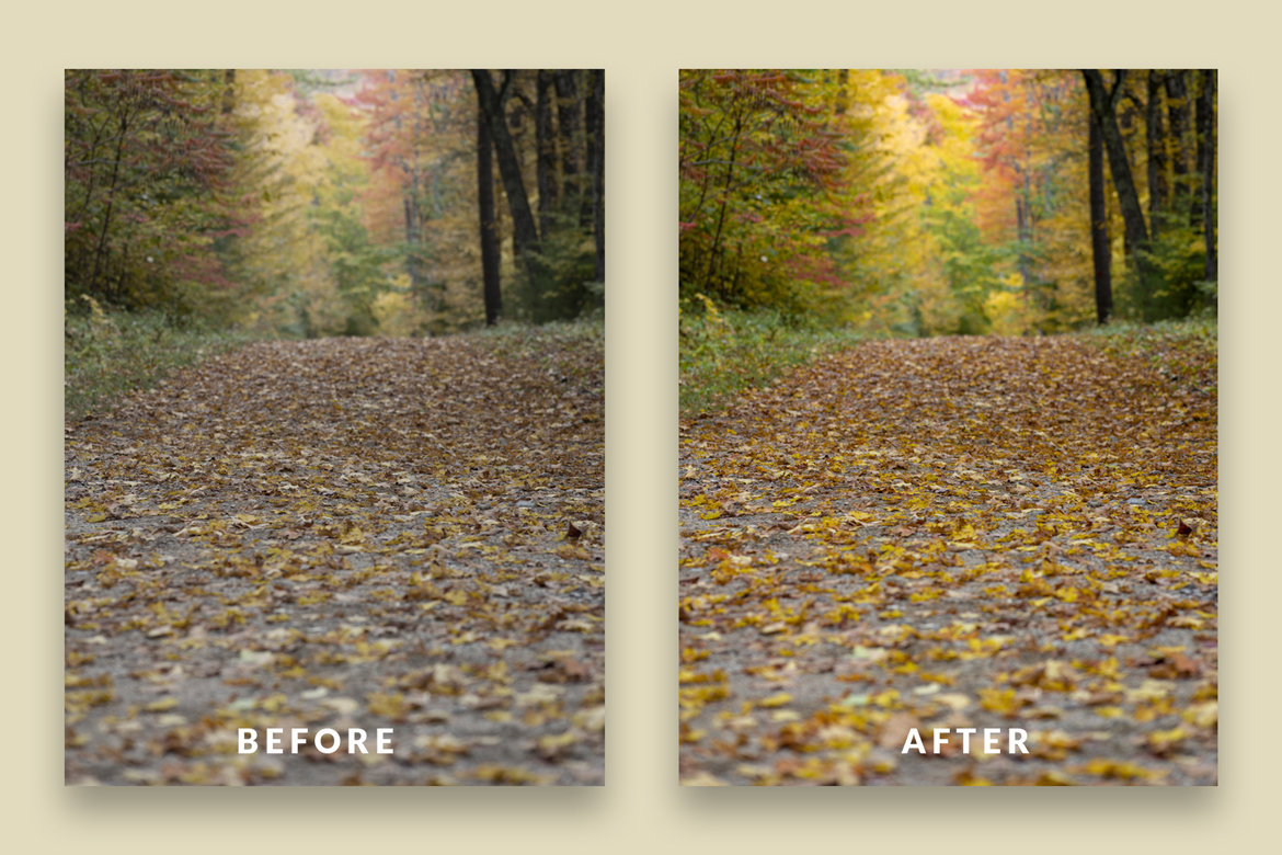 Before and after — forest light